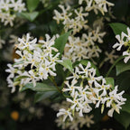 Confederate Jasmine – Jasmine Plant Live in 4 Inch Pot | Fragrant White-Blooming Vine | Easy to Grow Live Jasmine Plant for Indoor & Outdoor Spaces