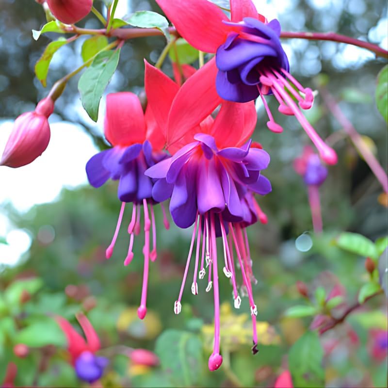 2 Fuchsia Plants Live, Dark Blue & Red Fuchsia, 6-12 Inch Tall, Blue Eye Variety, Trailing Flowering Plant, Ideal for Hanging Baskets