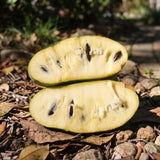 Pawpaw Tree Live Plant for Planting, Well-Rooted 12-18" in Quart Pot, Low Maintenance Tropical-Style Fruit Tree for Sunny Outdoor Spots