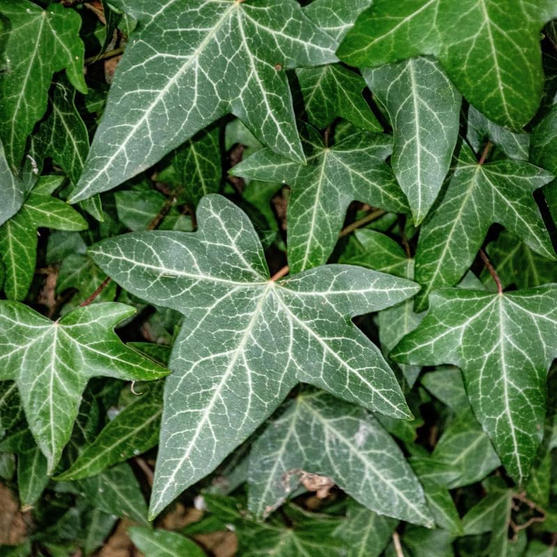 5 Baltic English Ivy Plants, Bare Root Ivy Vines Sub Zero, Fast-Growing Live Ground Cover Plants, for Inooor Display & Outdoor Landscaping
