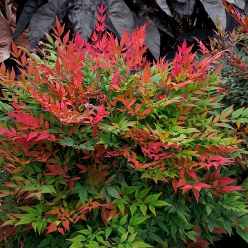 3 Dwarf Nandina Plant Live | 2.5 Inch Potted Nandina Shrubs | Outdoor Bush Plants | Ideal for Front Yards and Low-Growing Landscapes
