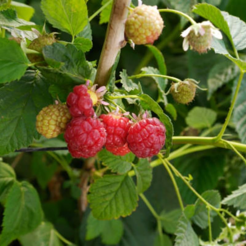 Live Raspberry Plants Live for Planting, 3" Bare Root Seedling, Cold-Hardy Rubus Idaeus Deciduous Shrub, Well-Rooted Starter Plant for Home Orchard