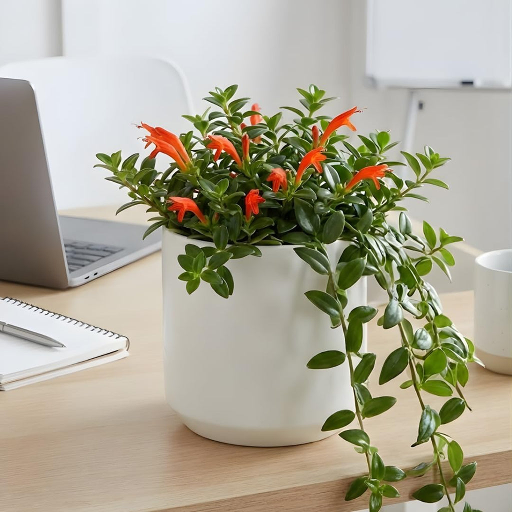 2 Packs Goldfish Plant Live Indoor Houseplant | Tropical Foliage Plant | 4-6 Inch Well Rooted Starter