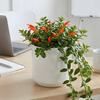 2 Packs Goldfish Plant Live Indoor Houseplant | Tropical Foliage Plant | 4-6 Inch Well Rooted Starter