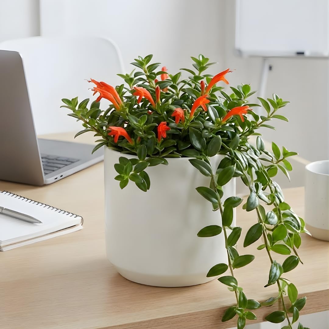 2 Packs Goldfish Plant Live Indoor Houseplant | Tropical Foliage Plant | 4-6 Inch Well Rooted Starter