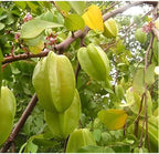 (No Ship to CA,HI,AK) Starfruit Tree Live Plant in 3 Gallon Pot | 30-36 Inches Tall | Tropical Fruit Tree Ready to Plant | Established Edible Fruit Plant for Backyard