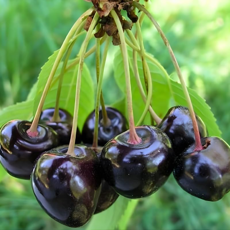 2 Live Black Cherry Tree for Planting 2–3 Ft Tall | Sweet Cherry Plant Live for Outdoor Garden Planting, Backyard Use & Landscape Design
