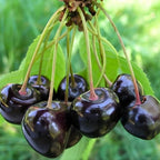 2 Live Black Cherry Tree for Planting 2–3 Ft Tall | Sweet Cherry Plant Live for Outdoor Garden Planting, Backyard Use & Landscape Design