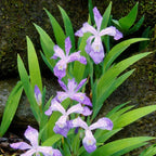 5 Wild Crested Iris Plants Live Roots, Low Maintenance Purple Iris Cristata, Blooming Perennial for Woodland Gardens & Borders, Not Bulbs