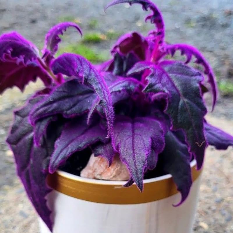 Gynura Purple Passion Live House Plant |Size 4 Inch Tall | Decorative Indoor Plant for Shelves & Desks | Soft Purple Textured Leaves, Fast Growing & Easy Care
