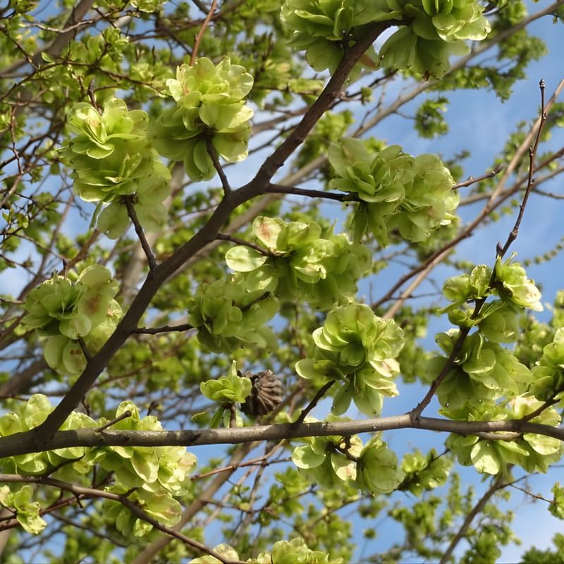 Siberian Elm Trees Live Plant | Fast-Growing Cold Hardy Elm Tree for Landscaping | 6-12 Inc Live Tree for Yard, Garden