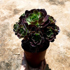 Aeonium Succulents Plants Live in 4" Inch Pot | Black Rose Tree for Planting | Great for Home & Office Styling, Succulent Arrangements & Beginner Growers