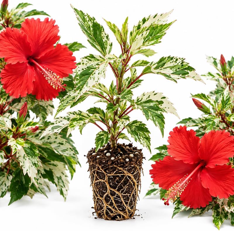 Red Hibiscus Plants Live, 5-10" Tall Vibrant Perennial Hibiscus Plant