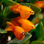 Goldenfish Plant Live for Planting in 4-Inch Pot | Vibrant Trailing Goldfish Tree with Orange Blooms | Perfect for Indoor Displays | Unique Gift for Plant Enthusiasts