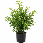 Red Finger Limes Tree Live Plant | 2.5–3 Ft Live Citrus Plant | Easy-to-Grow Citrus Tree for Home Gardens & Patios