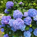 2 Nikko Blue Hydrangea Live Plants, 12-18 Inch Tall in 2.5 Inch Pot, Low Maintenance Flowering Shrub, Robust Well-Rooted Starter Plant