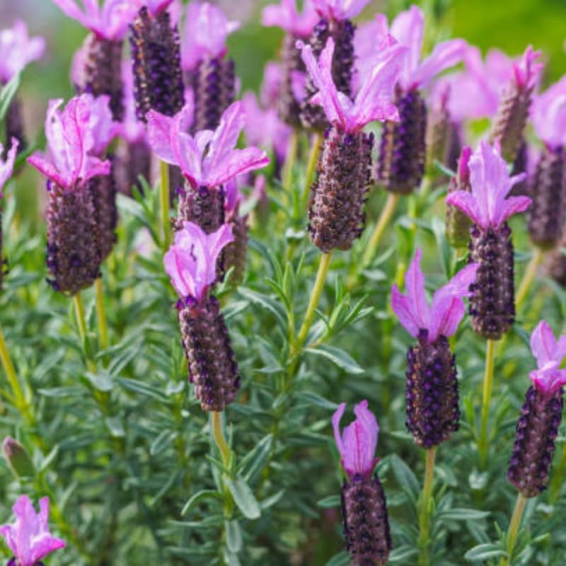 3 Spanish Lavender Plants Live, 3-Inch Pot, Established Lavandula Stoechas Flowering Plant, Compact Aromatic Foliage for Modern Landscape Design