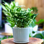 Pothos N’Joy Live Plant in 4 Inch Pot |Variegated Epipremnum Aureum Houseplant with White-Green Leaves | Easy-Care Indoor Pothos Live Plants for Home Office Décor