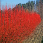 2 Red Osier Dogwood Tree Live Plant for Planting Outdoor | 10–12 Inch Tall | Red Twig Native Shrub for Outdoor Planting | Hardy Year-Round Beauty