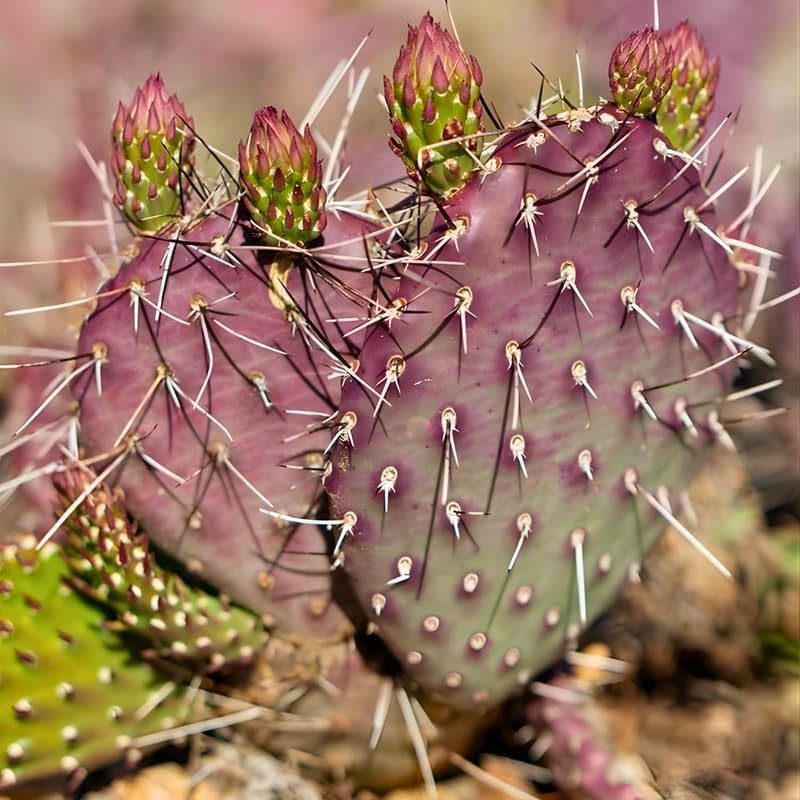 Purple Prickly Pear Cactus Live Plant in 3 Inch Potted | Hardy Desert Cactus for Indoor Display, Outdoor Gardens, Xeriscaping, Borders & Containers