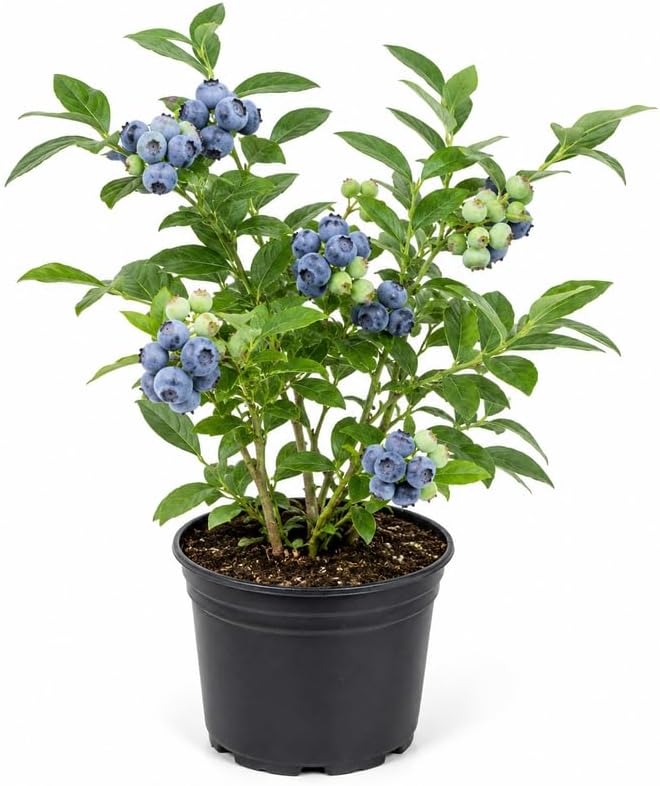 Top Hat Blueberry Bush Live Plant in 4" Pot, 8-12" Tall High-Yield Sweet Berries, Cold Hardy Perennial Fruit Shrub, for Home Gardens and Containers
