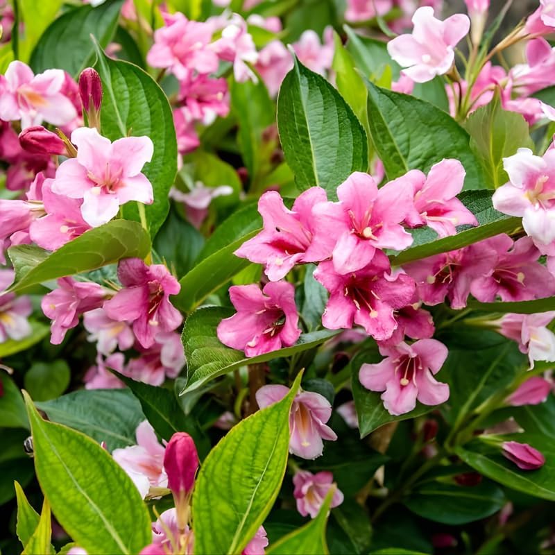 2 Pink Weigela Tree Live Plants | 1-2ft Bare Root Seedlings | Low Maintenance Flowering Deciduous Shrub | Established Root System for Outdoor Landscapes