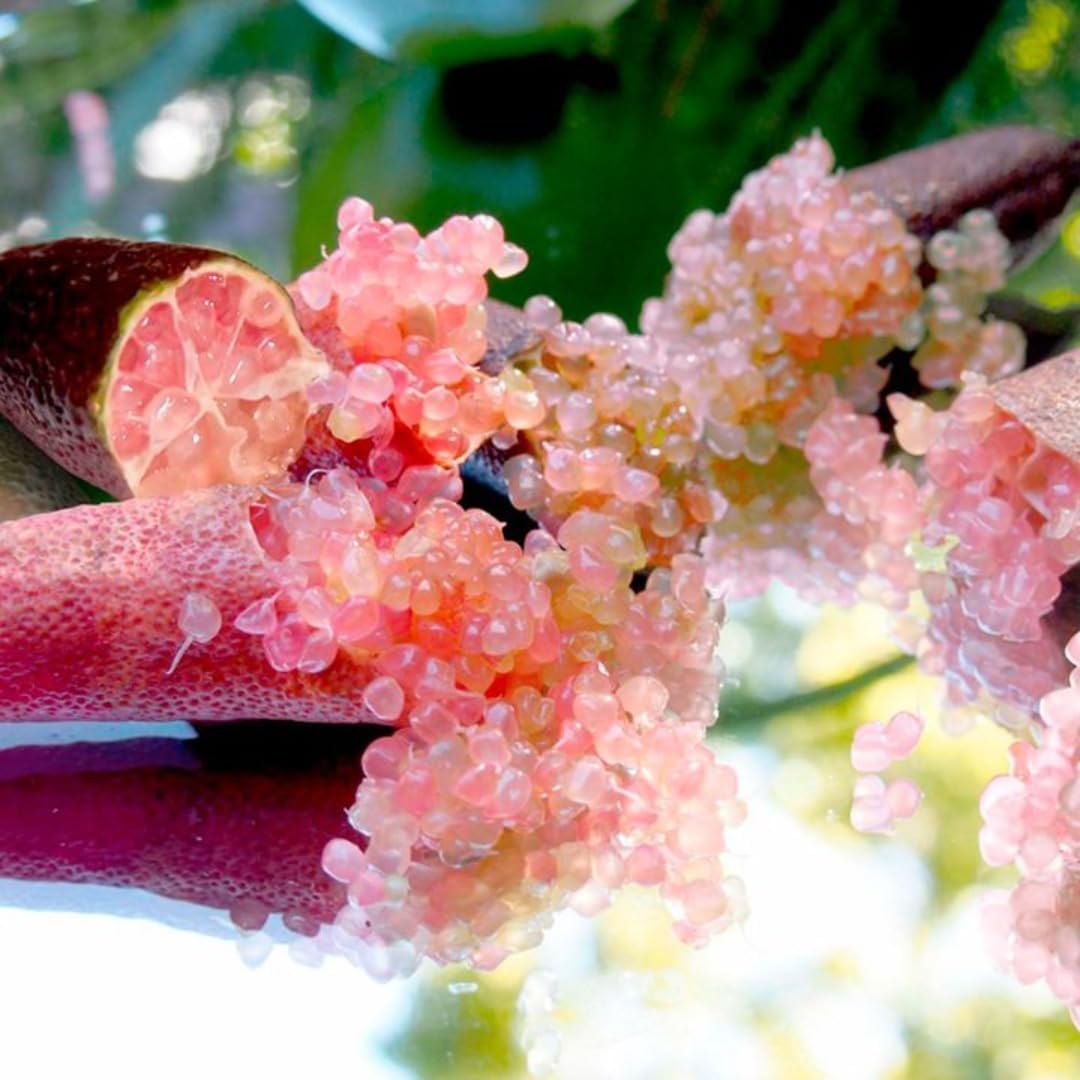 Pink Finger Lime Trees Live Plants | 2.5–3 Feet Live Potted Citrus Tree | Citrusy Juicy Fruit for Cooking, Juicing & Home Gardening | No Ship to CA,HI,AK