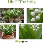 5 Lilly of The Valley Bare Roots, Easy to Grow Lilly of The Valley Plant Root, Fragrant Shade Plant for Outdoor and Indoor Use