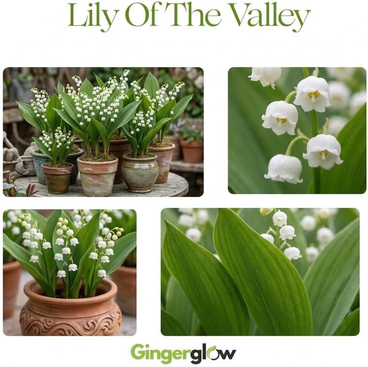 5 Lilly of The Valley Bare Roots, Easy to Grow Lilly of The Valley Plant Root, Fragrant Shade Plant for Outdoor and Indoor Use