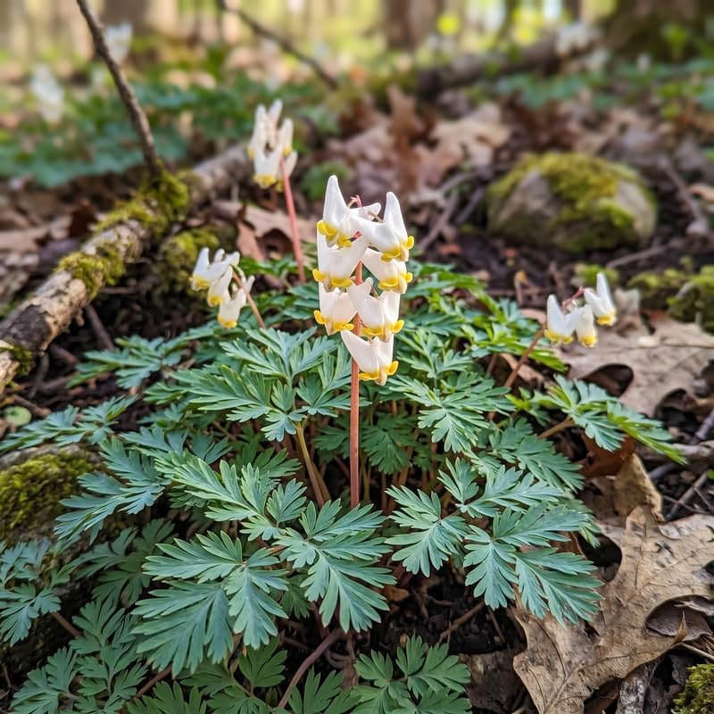 10 Dutchman’s Breeches Bare Root Plant, Dicentra cucullaria, Low Maintenance, East to Grow, Cold Hardy, Shade-Loving Perennial for Woodland Gardens & Landscapes