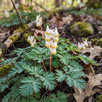 10 Dutchman’s Breeches Bare Root Plant, Dicentra cucullaria, Low Maintenance, East to Grow, Cold Hardy, Shade-Loving Perennial for Woodland Gardens & Landscapes