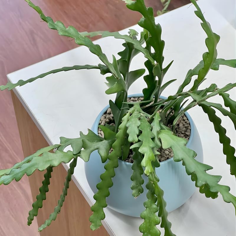Fishbone Cactus (RIC Rac Cactus) Live Plant in 3" Pot | Unique Fish Bone Patterned Foliage | Easy-Care Indoor Tropical Houseplant | Great for Home Décor