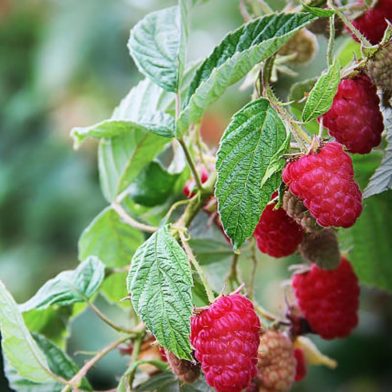 Live Raspberry Plants Live for Planting, 3" Bare Root Seedling, Cold-Hardy Rubus Idaeus Deciduous Shrub, Well-Rooted Starter Plant for Home Orchard
