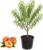 (No Ship to CA,HI,AK) Georgia Peach Tree Live Plant in 3 Gallon Pot, 3 Ft Tall Fruit Bearing Tree, High Yield, Sweet & Juicy Peaches, Ideal for Orchards, Garden & Outdoor Planting