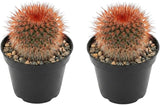 2 Live Cactus Plants Red Head (Mammillaria Spinosissima), 4" Pot, Fully Rooted, Low Maintenance Rare Succulent Plant Live, Ideal for Succulent Collections & Indoor Décor
