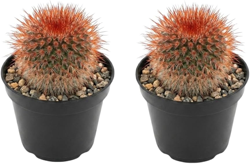 2 Live Cactus Plants Red Head (Mammillaria Spinosissima), 4" Pot, Fully Rooted, Low Maintenance Rare Succulent Plant Live, Ideal for Succulent Collections & Indoor Décor