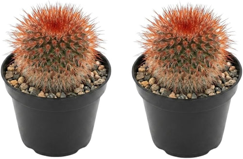 2 Live Cactus Plants Red Head (Mammillaria Spinosissima), 4" Pot, Fully Rooted, Low Maintenance Rare Succulent Plant Live, Ideal for Succulent Collections & Indoor Décor