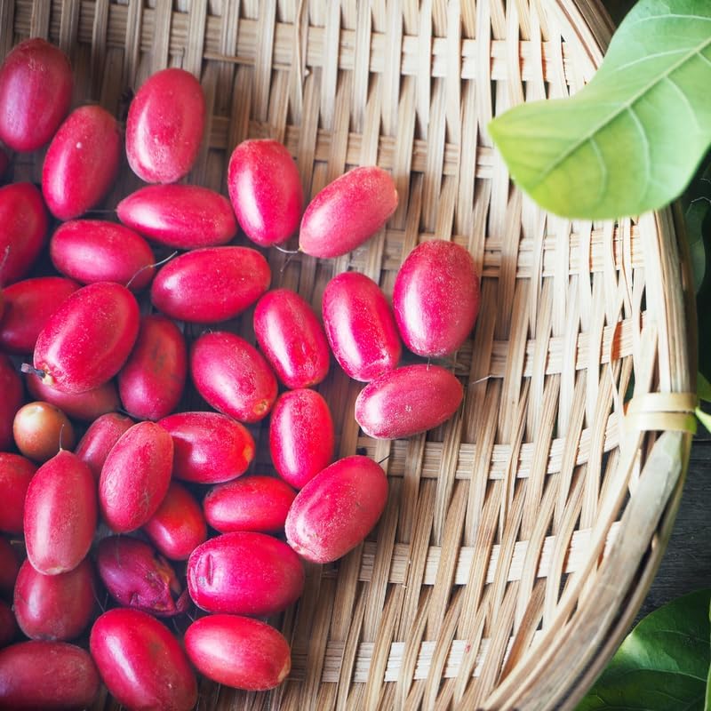 (No Ship to CA, HI, AK) Miracle Berries Fruit Tree Plant - 12 to 14 Inches Tall in 3 Gallon Pot, Fast Growing Miracle Berry Plant Live Fruit Trees for Patio and Greenhouse