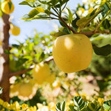 Golden Delicious Apple Tree Live Plant, 3 Gallon Pot, Sweet Yellow Edible Fruit Tree for Home Orchards and Backyards (No Ship to CA,HI,AK)