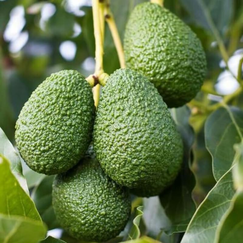 HASS Avocado Tree Live Plants – 2.5–3 Ft Live Plant | Delicious Avocados for Fresh Eating & Home Gardening | No Ship to CA,HI,AK