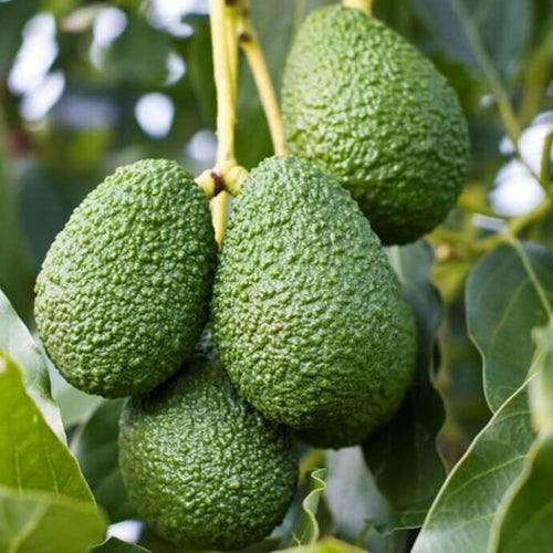 (No Ship to CA,HI,AK) HASS Avocado Tree Live Plants – 2.5–3 Ft Live Plant | Delicious Avocados for Fresh Eating & Home Gardening