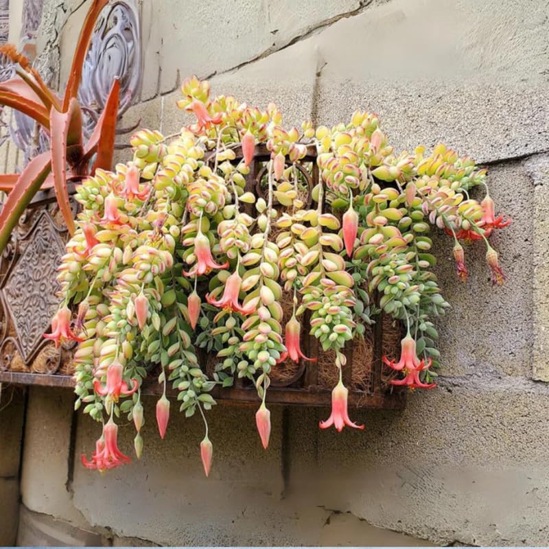 Cotyledon Pendens Succulent Plant Live | 4 Inch Pot Rare Trailing Variety Houseplant for Indoor Growing and Collections