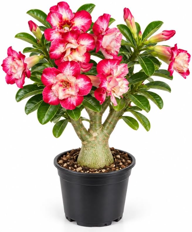 Desert Rose Live Plants, Bonsai Succulent Plant, 4-6 Inch in 4" Pot