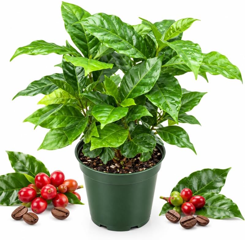 Coffee Bean Plants Live, Arabica Coffee Plant, 4" Pot