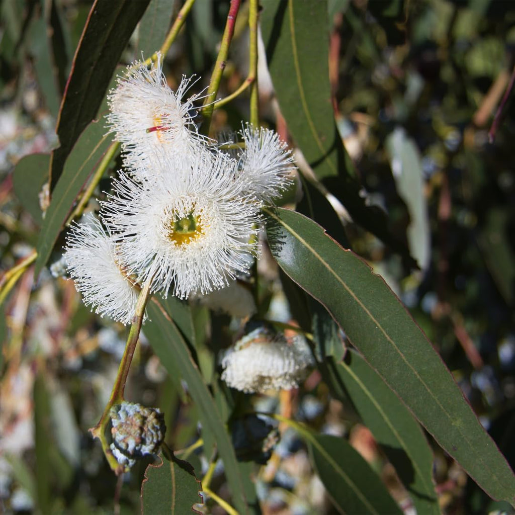 Lemon Eucalyptus Plant Live – Live Medium Eucalyptus Plants, Fast Growing Eucalyptus Live Plant for Backyard and Outdoor Plante