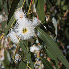 Lemon Eucalyptus Plant Live – Live Medium Eucalyptus Plants, Fast Growing Eucalyptus Live Plant for Backyard and Outdoor Plante
