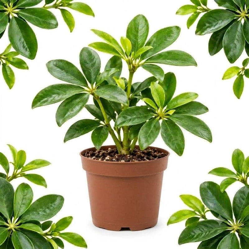 Schefflera Plant Live, Umbrella Tree Plant Live in 4 Inch Pot