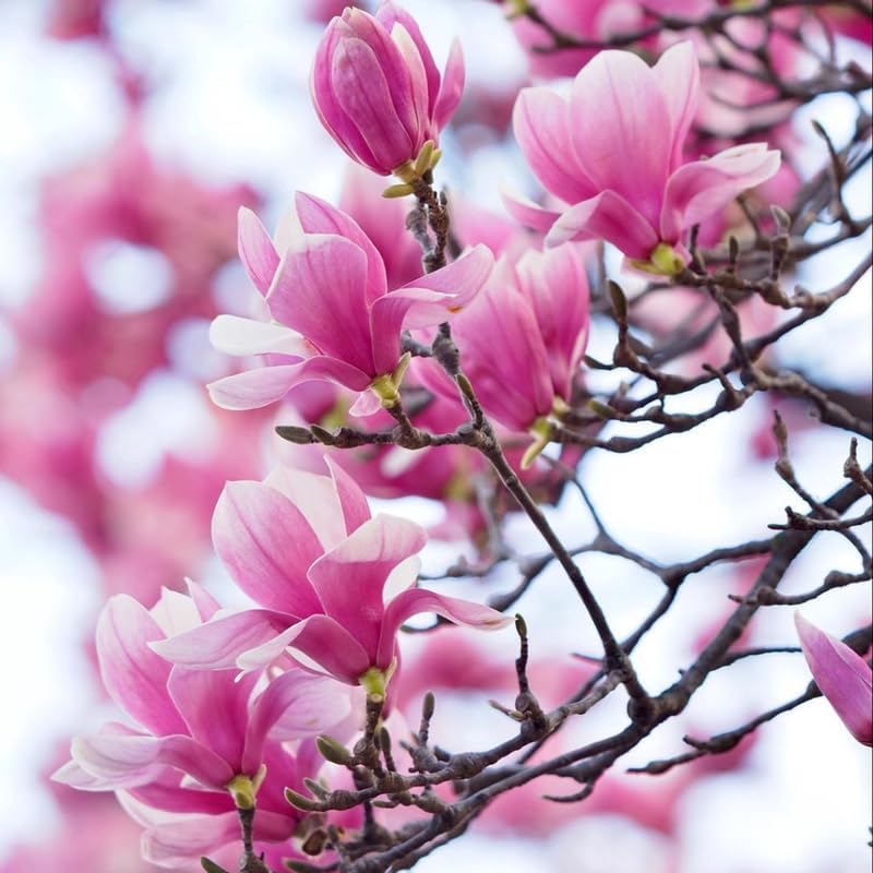 2 Jane Magnolia Plants Live | Jane Magnolia Tree Live Plant for Outdoor Growing | 8–12 Inches Tall Rooted Cuttings | Ideal for Garden Planting and Landscape Use