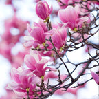 2 Jane Magnolia Plants Live | Jane Magnolia Tree Live Plant for Outdoor Growing | 8–12 Inches Tall Rooted Cuttings | Ideal for Garden Planting and Landscape Use