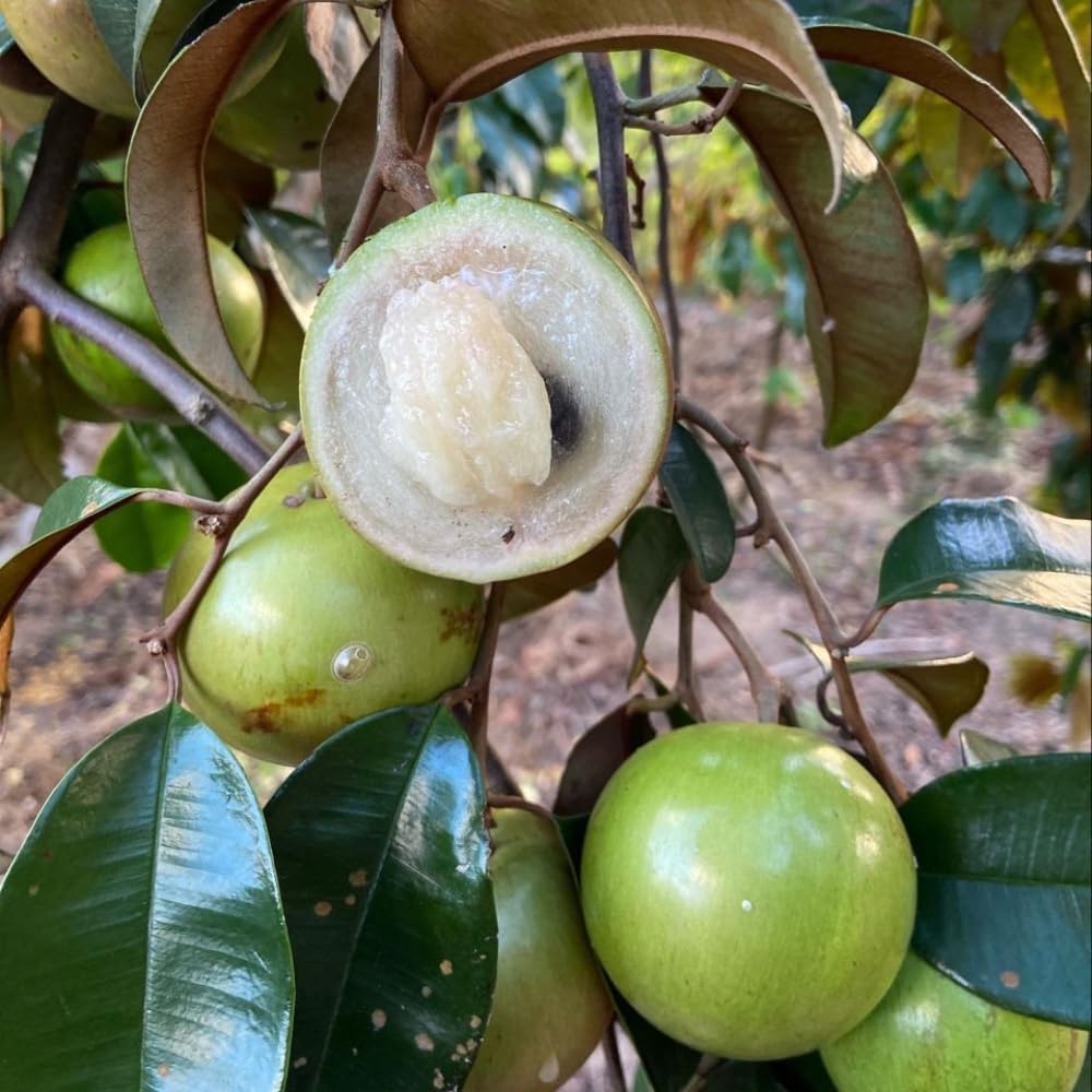 Green Star Apple Tropical Caimito Plant Live | 30 – 36 Inches Tall | Fruit Tree for Indoor/Outdoor | Well-Rooted | No Ship to CA,HI,AK